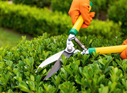 Pest control blog article