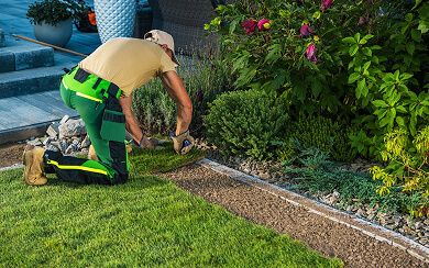 Wood Borer Control Services Bengaluru