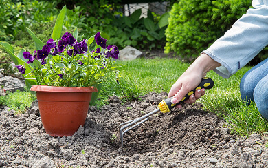Lizard Control Services Bengaluru
