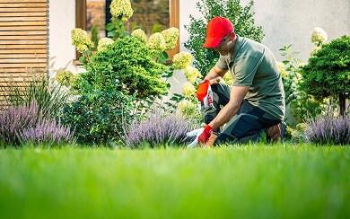 Bee Hive Removal Services Bengaluru