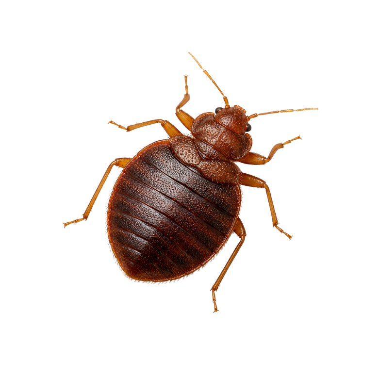 Bedbugs Control