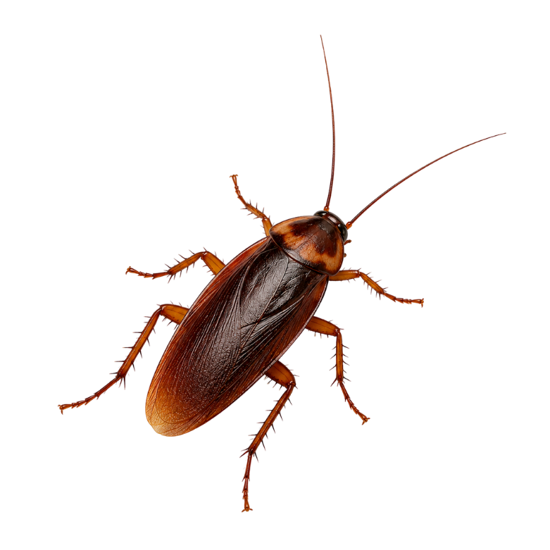 Cockroach Control